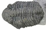 Two Large Drotops Trilobite Fossils - Mrakib, Morocco #235805-2